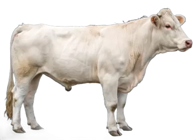 Imagen PNG para descargar